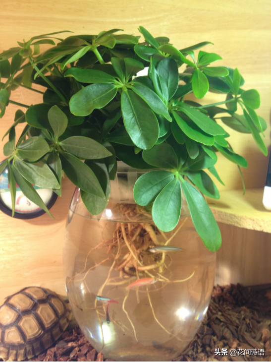 初春「花草砍頭」正當時！狠心剪上一刀「3種花」新芽呼呼冒　剪對了「促進植株生長」更加繁茂