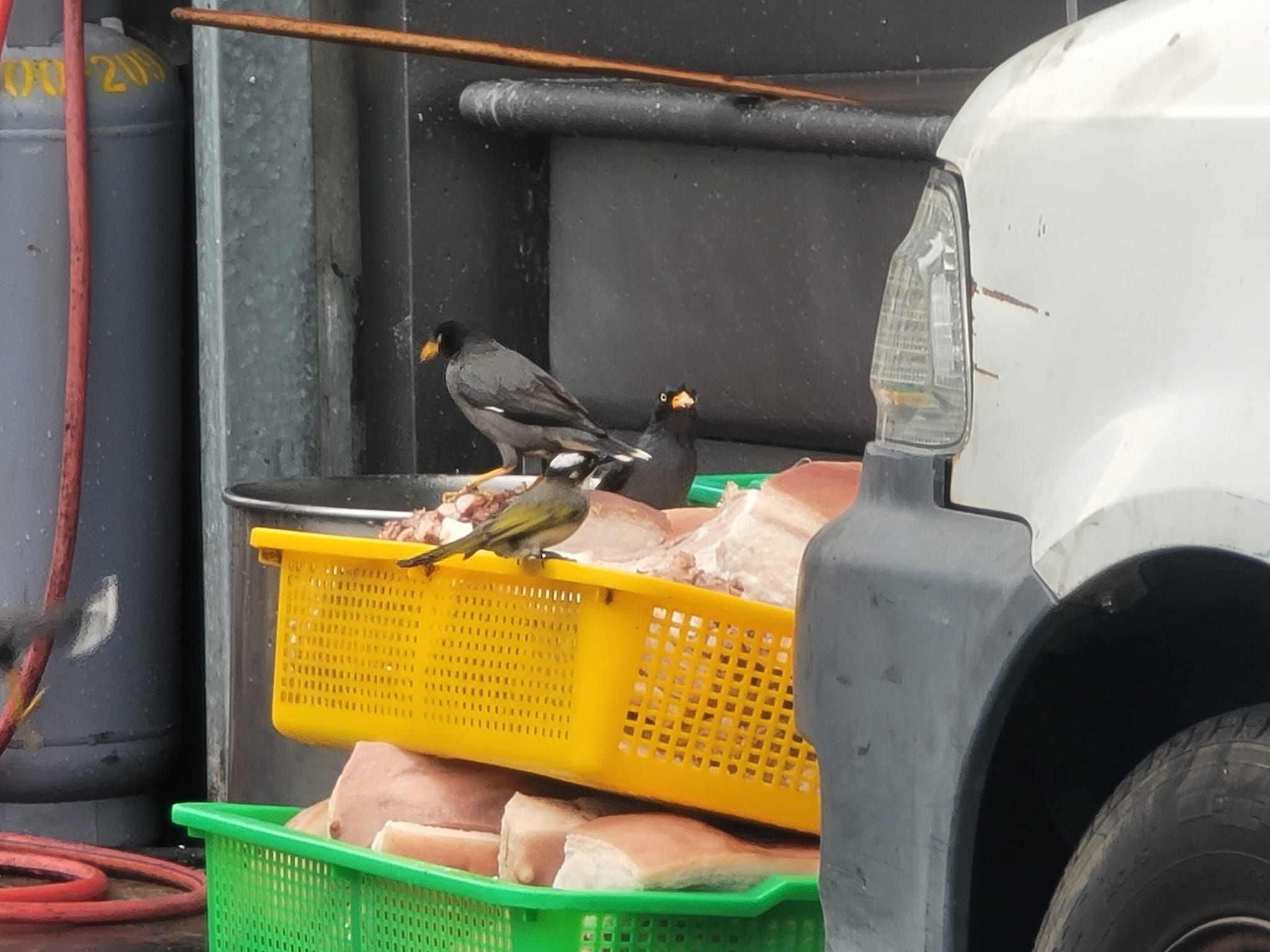 台中知名控肉飯!驚見「五花肉零遮掩」堆放路邊 放大一看「已被當大餐享用」崩潰:是美味的秘訣嗎