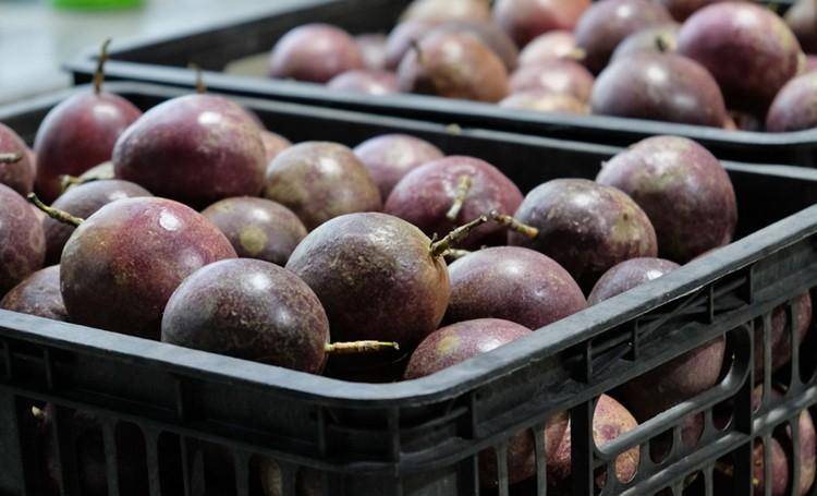  清明節祭祖！攜帶水果有講究，牢記「5帶5不帶」：尊重傳統別搞錯 