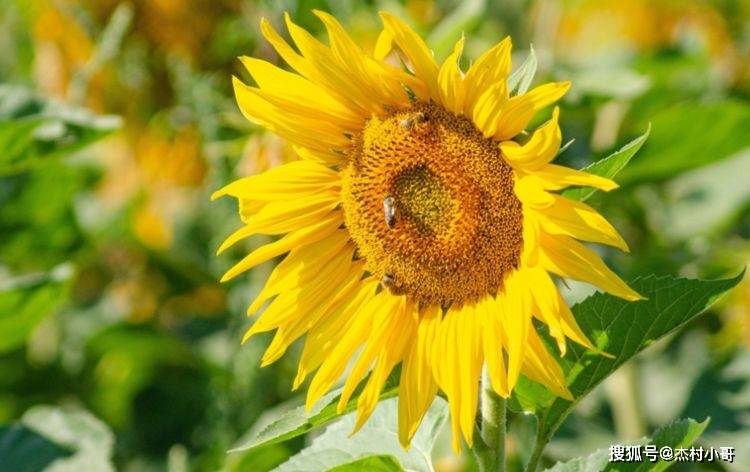 「財旺三年,得罪不起」!4生肖大難已過,喜事登門「買彩票中大獎」:4月中旬轉運成