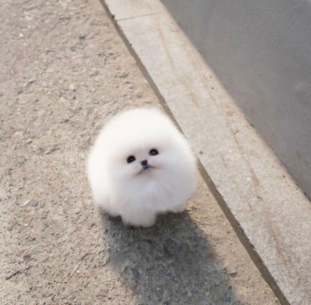 第一眼看到「女子、小狗或玫瑰」?秒測出你未來「下半生會過得悠閒或辛苦」:超準