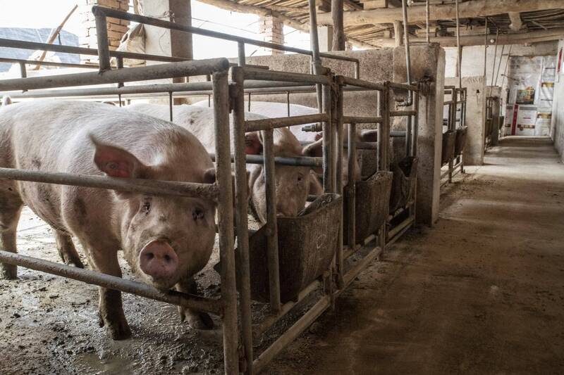 養豬場老闆身亡「身邊人救援全陪葬」釀7死!目擊員工嘆:「老婆、岳母也遇難」