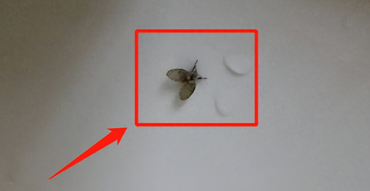 夏天特別多！衛生間的「小飛蟲」是什麼　它的危害超出你想象：教你3招消滅