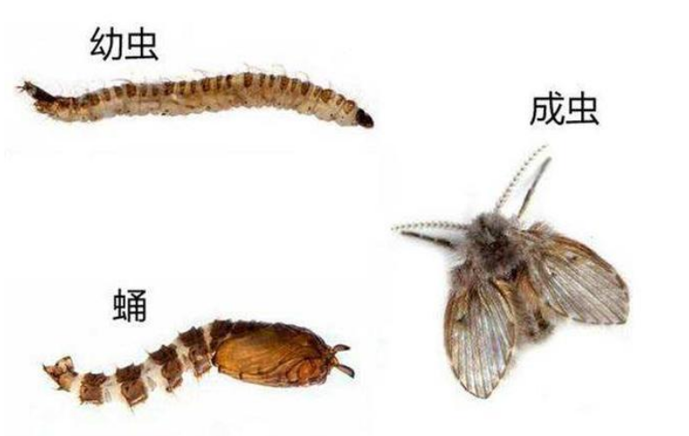 夏天特別多！衛生間的「小飛蟲」是什麼　它的危害超出你想象：教你3招消滅