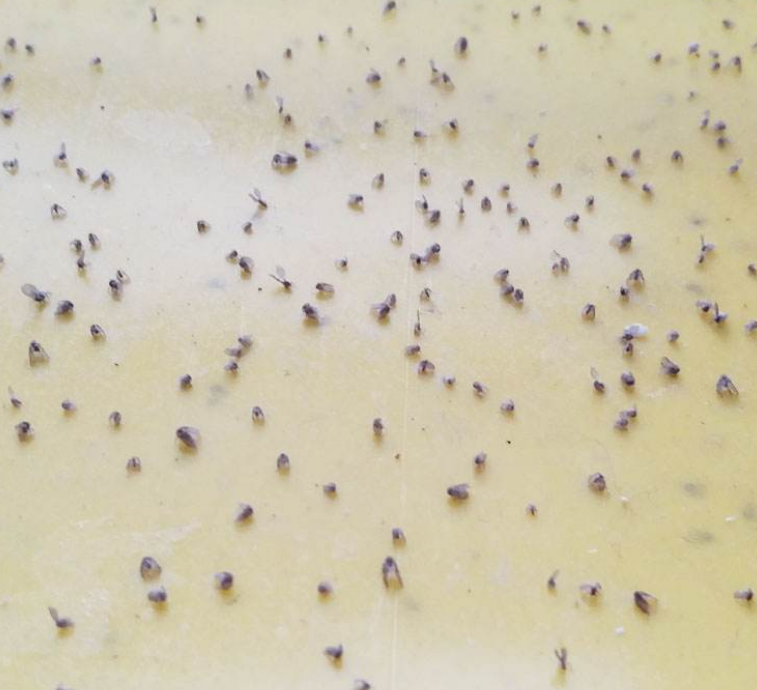 夏天特別多！衛生間的「小飛蟲」是什麼　它的危害超出你想象：教你3招消滅