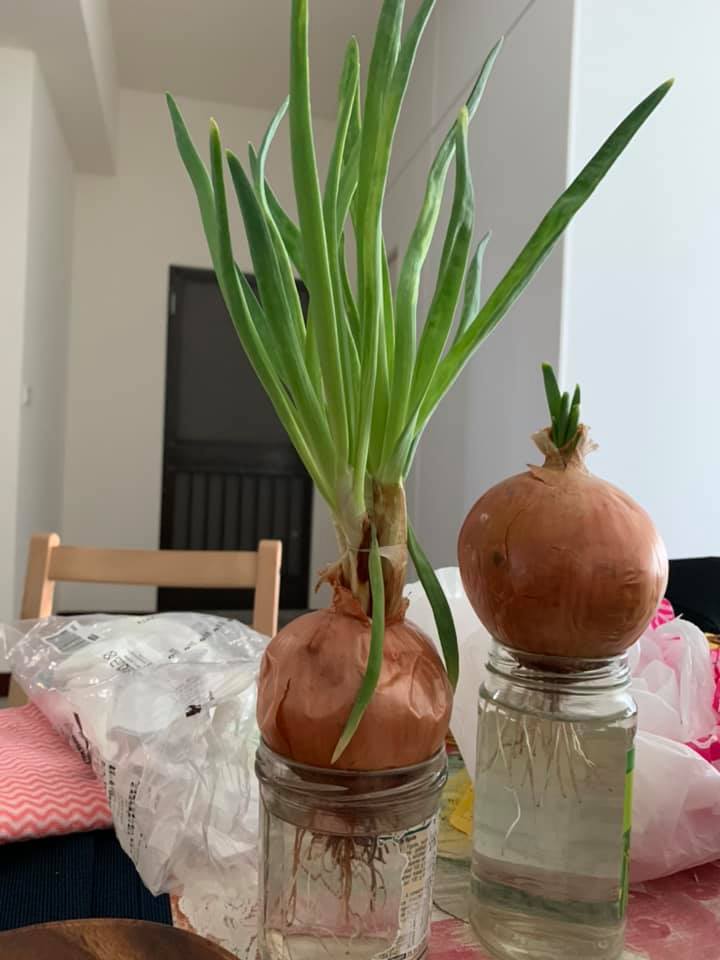 洋蔥發芽了！「她異想天開拿去種」傻問：能吃嗎　大批網友搶跟風「不用買蔥了」