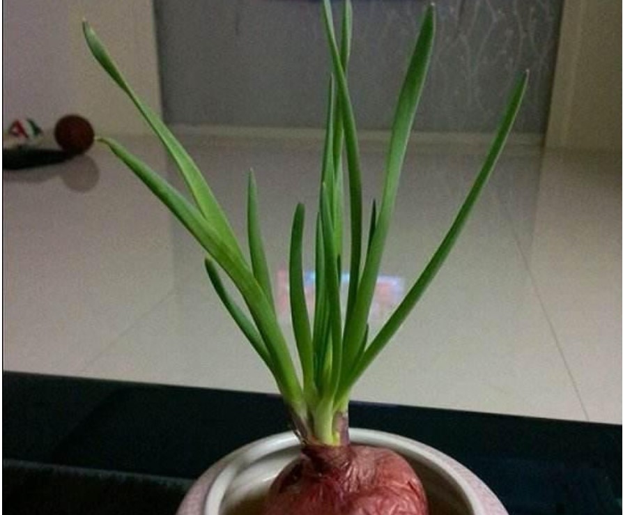 洋蔥發芽了！「她異想天開拿去種」傻問：能吃嗎　大批網友搶跟風「不用買蔥了」