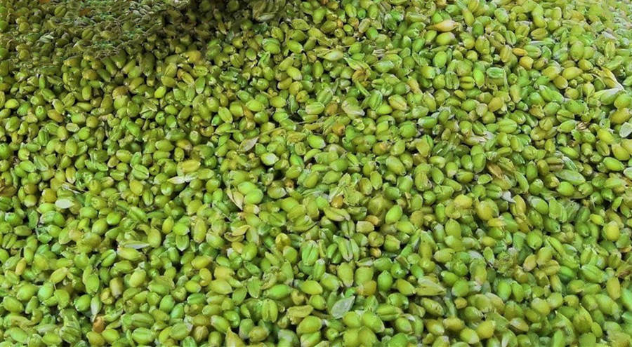 它是「夏天第一鮮」買到了趕緊吃！食用期很短「鮮嫩爆漿營養高」錯過可惜