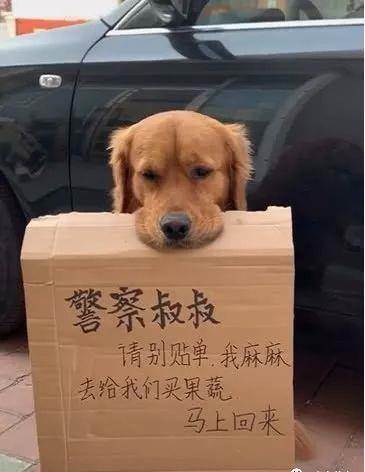 一只狗狗「叼著牌子」守在車子旁，交警看到笑噴：到底開不開罰單？
