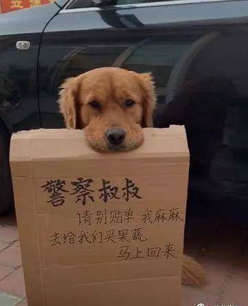 一只狗狗「叼著牌子」守在車子旁，交警看到笑噴：到底開不開罰單？