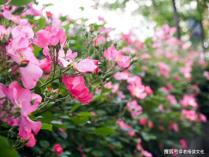 5月中旬！「3大生肖」運勢大漲，財氣豐沛，生活越來越富裕順利