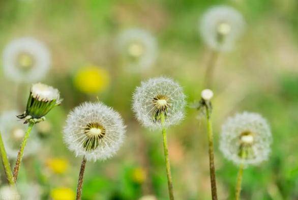芹菜並非結節加速劑！醫生提醒：不想結節癌變，少碰4物　尤其女生少喝1飲品