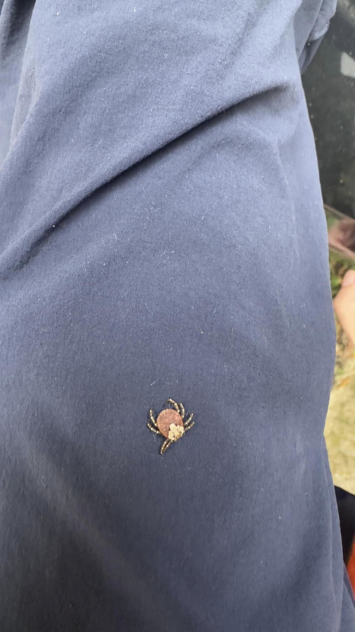 爬山驚見8腳魔王！嚇壞「一次兩隻爬褲上」畫面曝光　過來人曝「千萬別被咬到」揭超慘下場