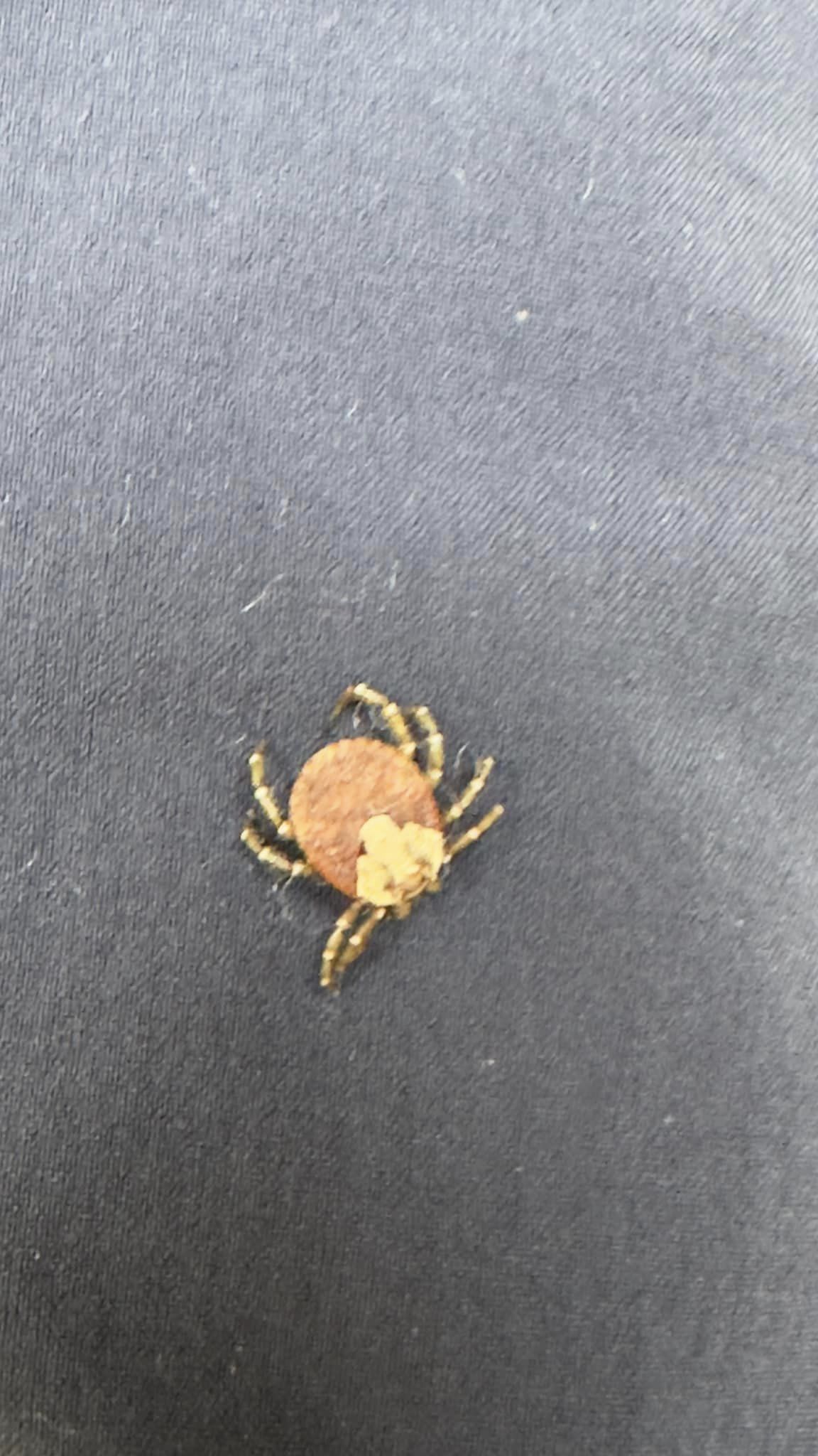 爬山驚見8腳魔王！嚇壞「一次兩隻爬褲上」畫面曝光　過來人曝「千萬別被咬到」揭超慘下場