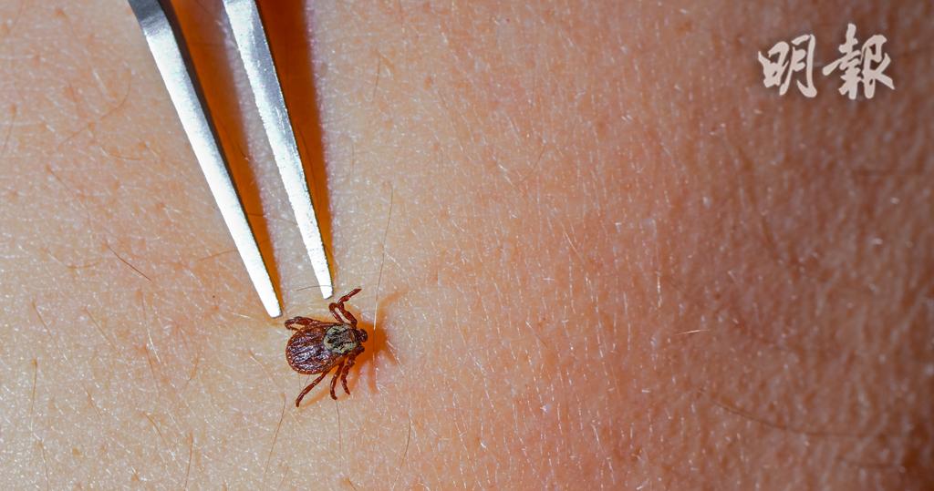 爬山驚見8腳魔王！嚇壞「一次兩隻爬褲上」畫面曝光　過來人曝「千萬別被咬到」揭超慘下場