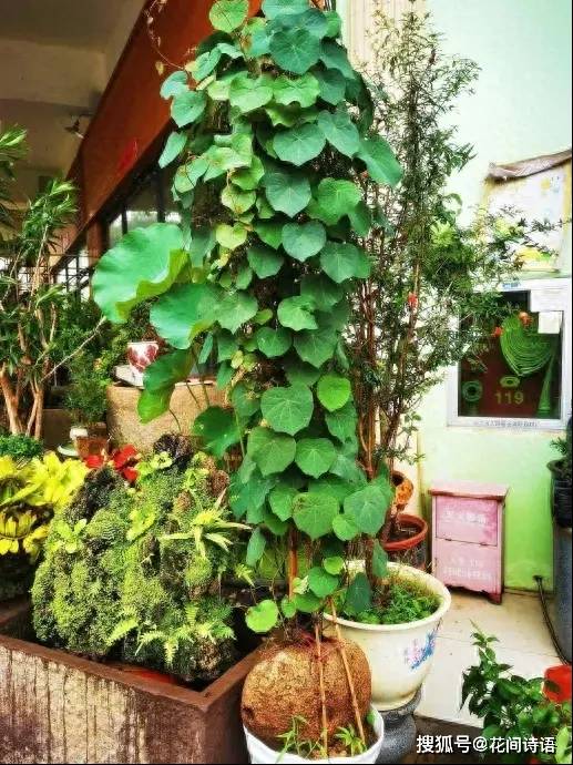  壽命最長的3種「鎮宅花」！能活上百年，鎮宅聚財：越養越值錢 
