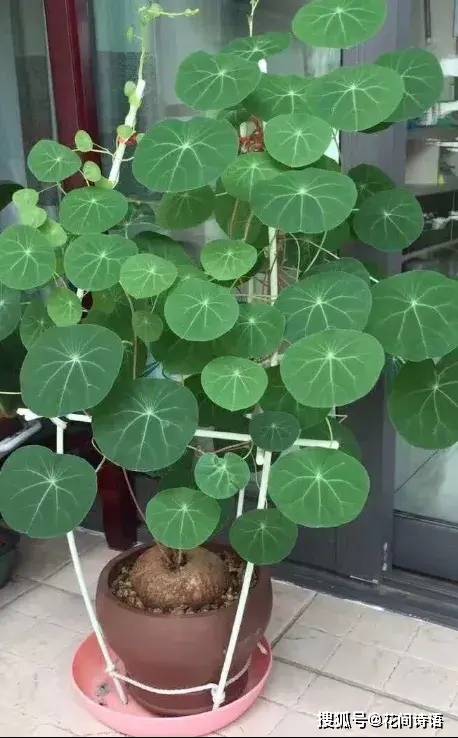  壽命最長的3種「鎮宅花」！能活上百年，鎮宅聚財：越養越值錢 