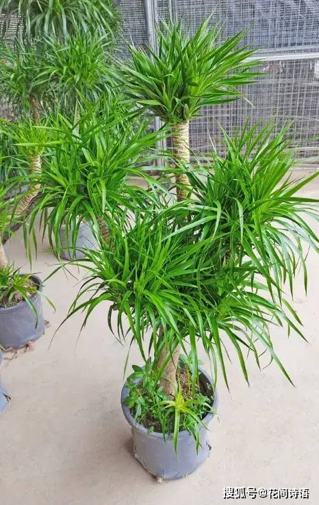  壽命最長的3種「鎮宅花」！能活上百年，鎮宅聚財：越養越值錢 