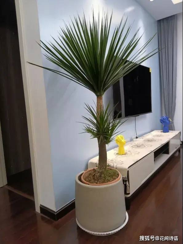  壽命最長的3種「鎮宅花」！能活上百年，鎮宅聚財：越養越值錢 