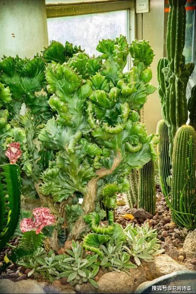  壽命最長的3種「鎮宅花」！能活上百年，鎮宅聚財：越養越值錢 
