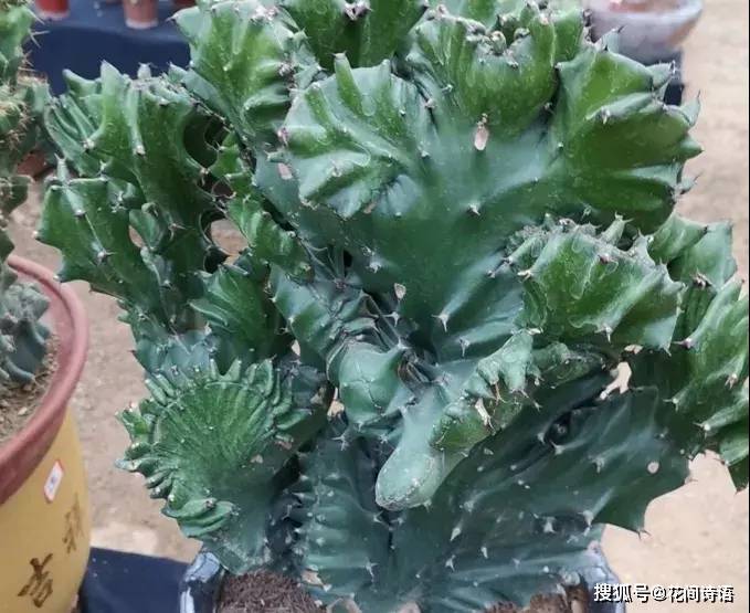  壽命最長的3種「鎮宅花」！能活上百年，鎮宅聚財：越養越值錢 