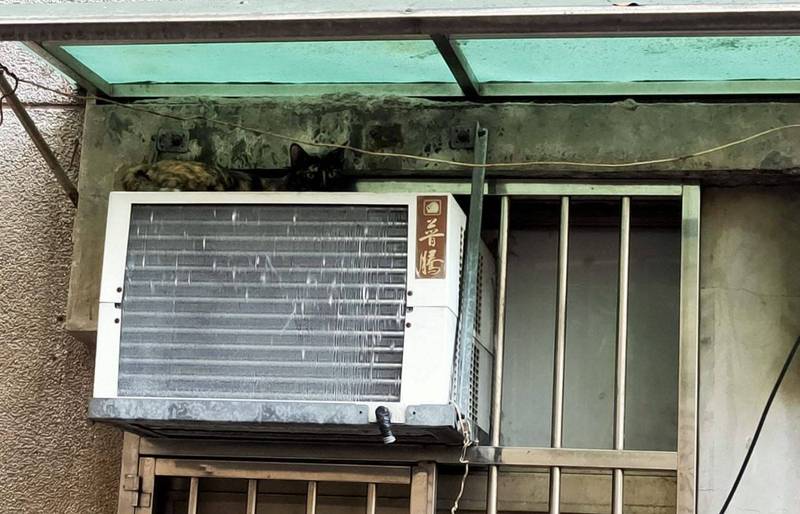 大家來找碴！平凡民宅牆上「有一雙眼睛盯著看」　網友狂看「發現超妙保護色」：沒人找得到