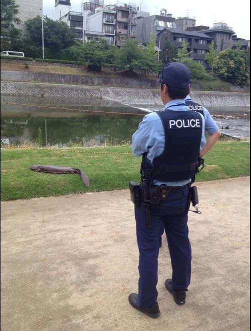 山神出現了？男子散步驚見「路邊出現巨大黑怪物」　報警後「警察到場也沒輒」結局太扯