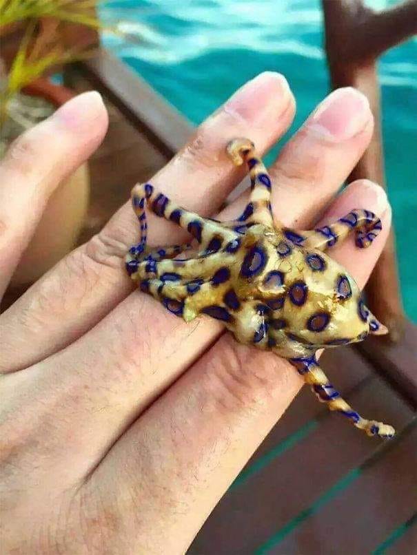 他開心抓「迷你亮麗小章魚」問是什麼品種　網友一看急喊「你先把牠放下來」：會沒命的