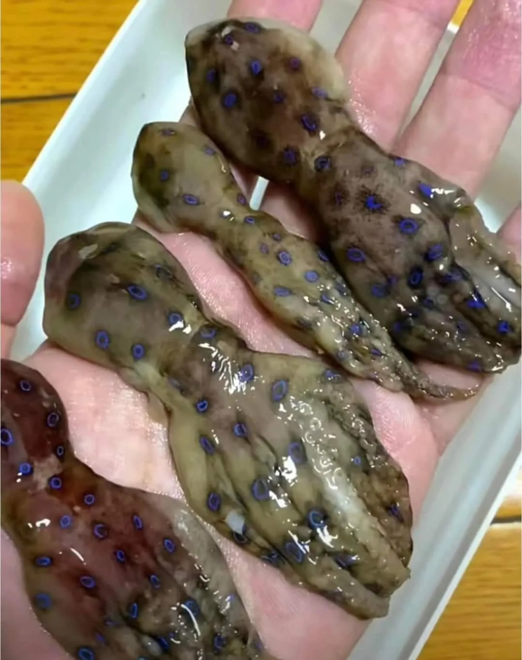 他開心抓「迷你亮麗小章魚」問是什麼品種　網友一看急喊「你先把牠放下來」：會沒命的