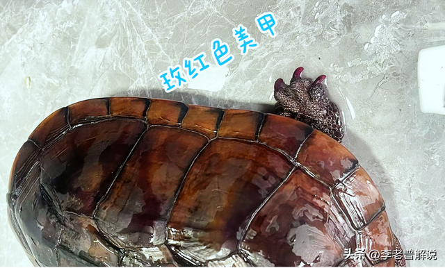2烏龜起床「全身紅通通」！她恍然大悟「昨天誤餵這款水果」：變紅龜粿了