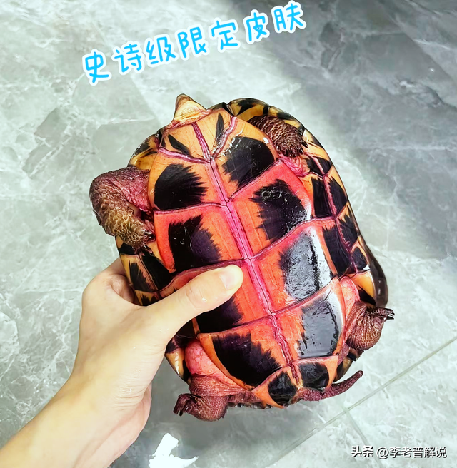2烏龜起床「全身紅通通」！她恍然大悟「昨天誤餵這款水果」：變紅龜粿了