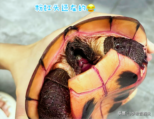 2烏龜起床「全身紅通通」！她恍然大悟「昨天誤餵這款水果」：變紅龜粿了