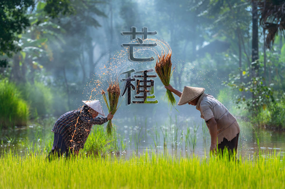 芒種來臨！命理專家揭「六大禁忌」 這四類人特別注意 避免財氣流失