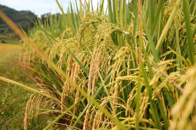 芒種來臨！命理專家揭「六大禁忌」 這四類人特別注意 避免財氣流失