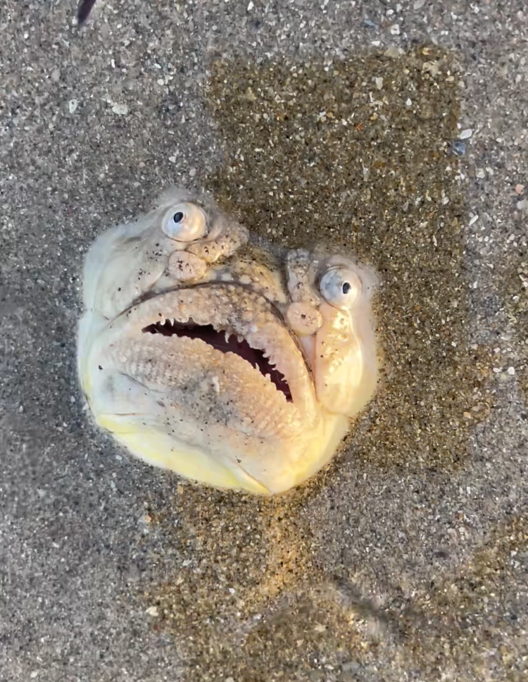 沙灘上有一張「人面怪臉魚」！驚恐瞪大眼「一靠近秒縮回沙灘」專家驚：千萬別碰牠