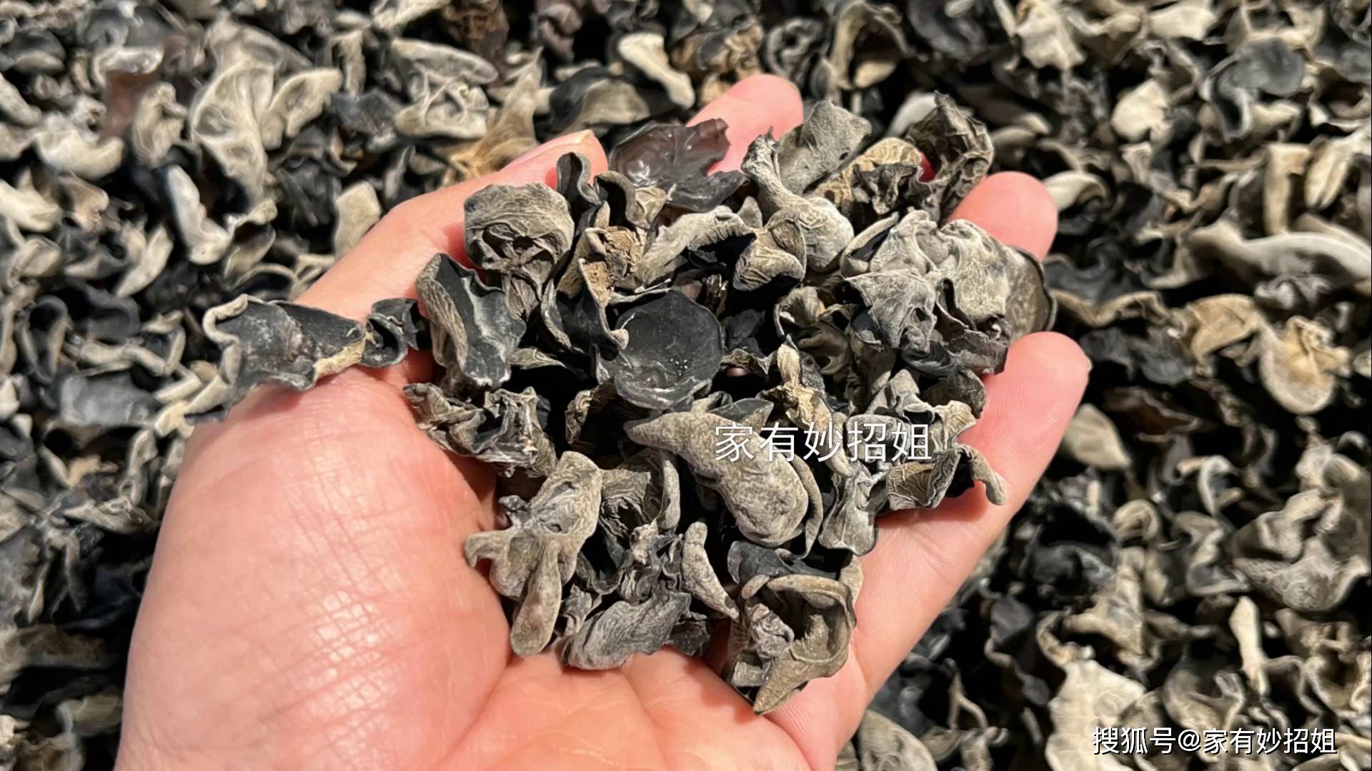 木耳「不要直接用水泡」蟲卵全吃下肚！「教你正確做法」真的太實用