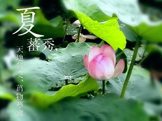 夏至逢「惡日」！老傳統提醒：「3不做2不吃」守護陽氣，季節轉換別輕忽