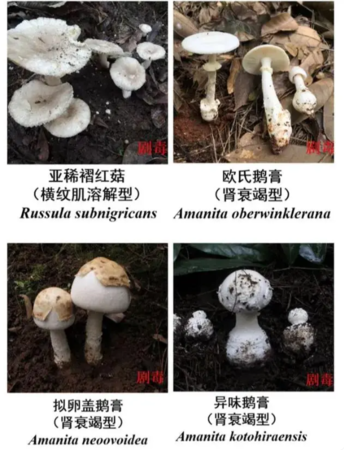 採野菇加菜！一家四口「中毒送醫」1人身亡：3人還在搶救中　兇手曝光「看起來美味又無害」