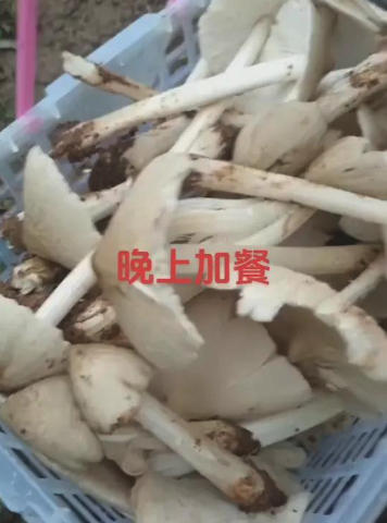 採野菇加菜！一家四口「中毒送醫」1人身亡：3人還在搶救中　兇手曝光「看起來美味又無害」