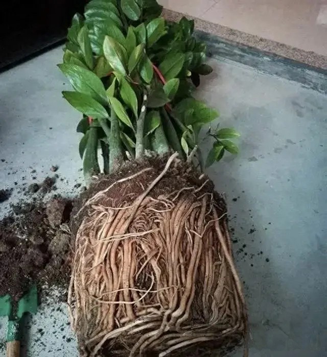 辭職回鄉照顧婆婆4年！臨終前只分給我一盆花　一個月後「清理花盆」我跪地痛哭