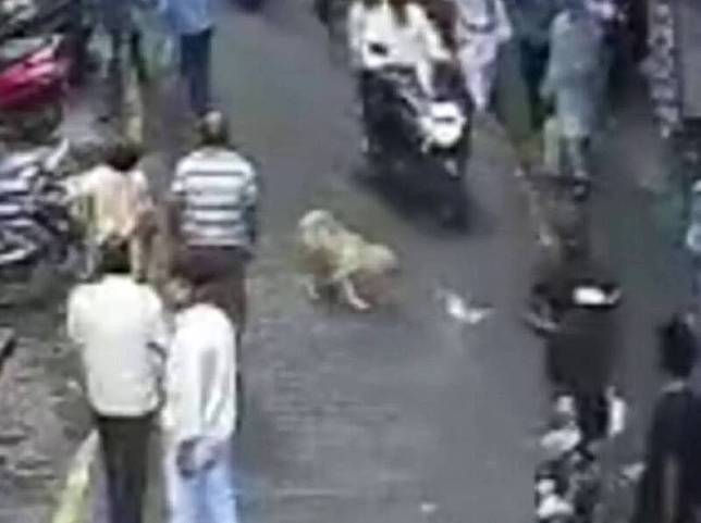 太驚悚！母女路過大樓「突天降黃金獵犬」　4歲女童「被砸中」畫面遭瘋傳：飼主回應了