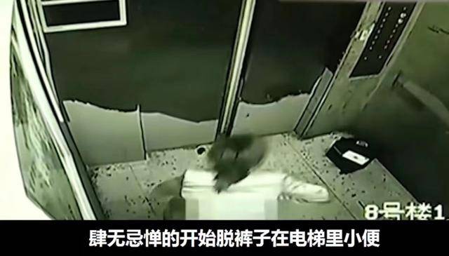 電梯飄來尿味！他好心勸導「養狗住戶」情況未改善　一調監視器「對象令人瞠目結舌」