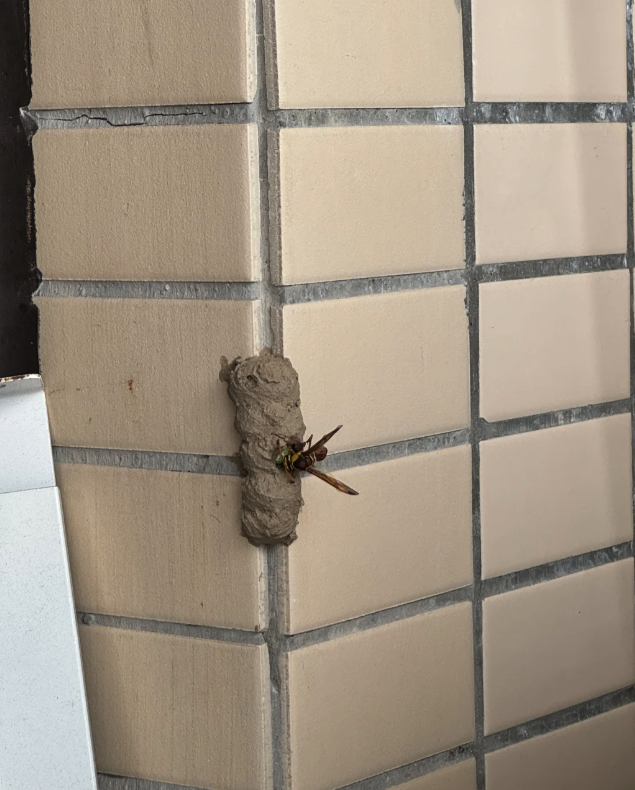 家裡陽台上出現「可疑泥土團」垂直排一條　她敲開後「露出一截綠色物體」近看嚇到不敢動