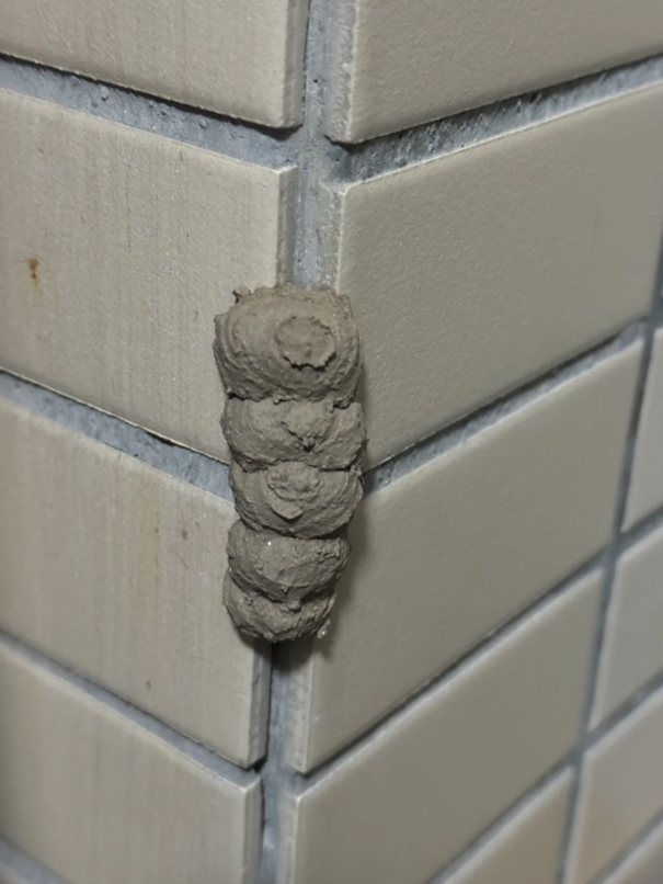 家裡陽台上出現「可疑泥土團」垂直排一條　她敲開後「露出一截綠色物體」近看嚇到不敢動