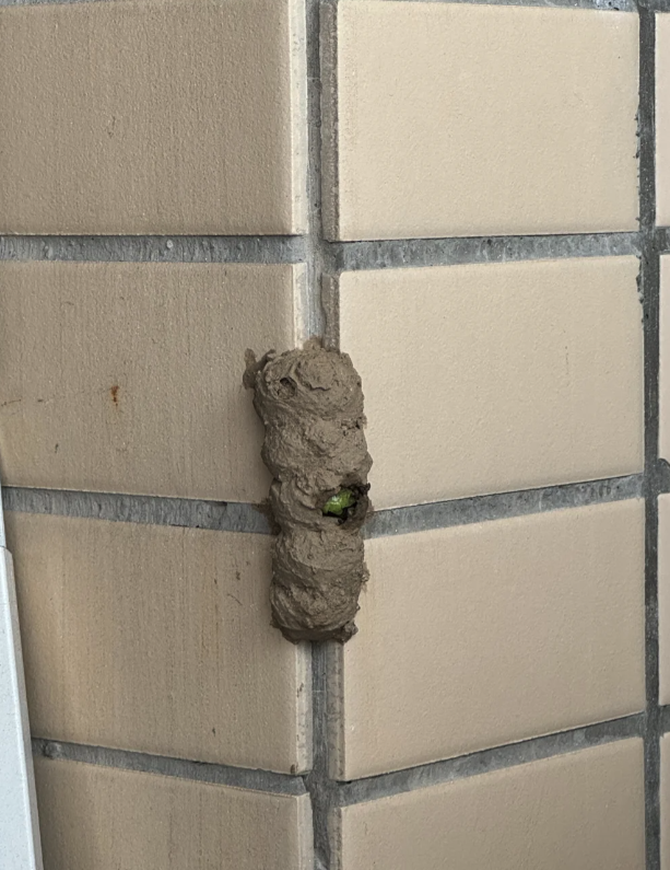 家裡陽台上出現「可疑泥土團」垂直排一條　她敲開後「露出一截綠色物體」近看嚇到不敢動