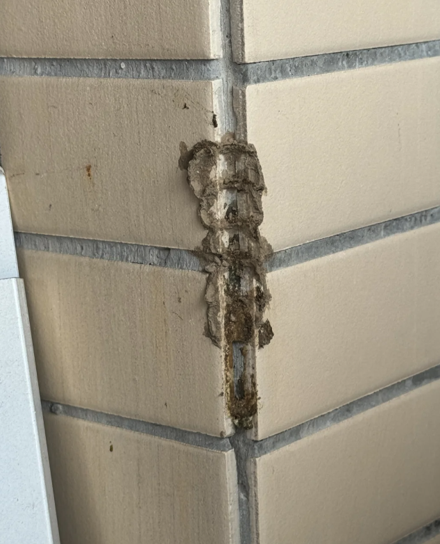 家裡陽台上出現「可疑泥土團」垂直排一條　她敲開後「露出一截綠色物體」近看嚇到不敢動