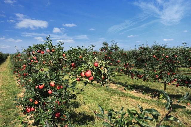 婆婆買菜錢給400!要求我端出「10道菜招待」親戚 餐桌上「我偷偷遞換菜色」婆家羞愧難當