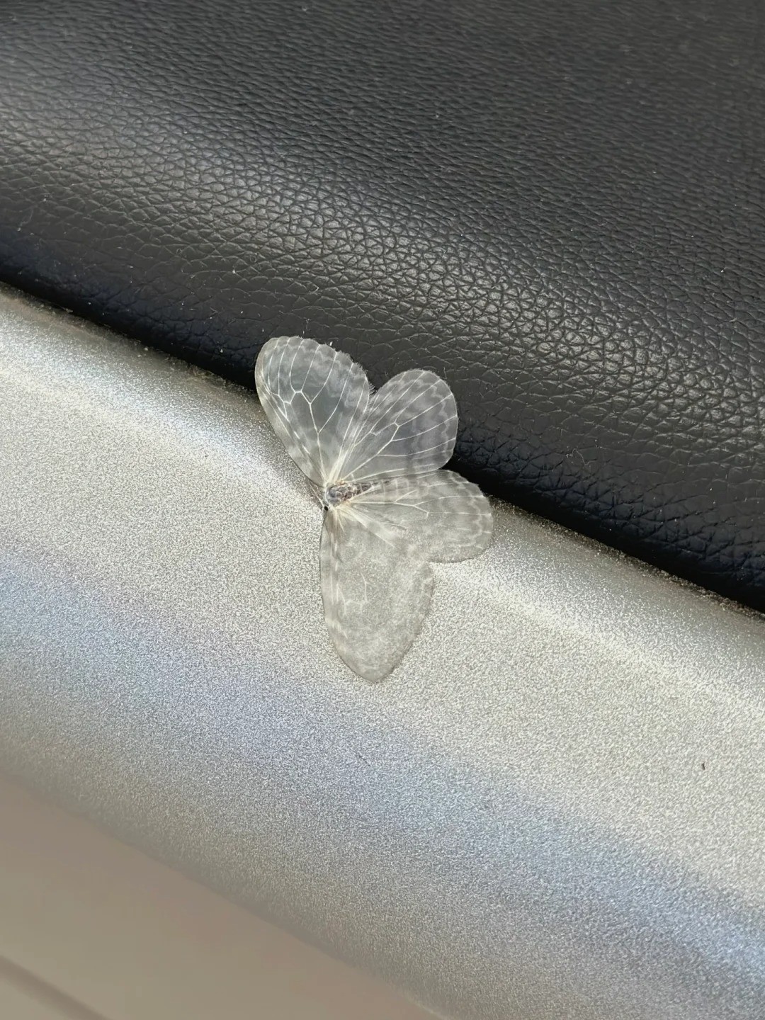 仙界來的蝴蝶?角落發現「夢幻透明生物」顏值美翻 他納悶 「這是什麼」真實身分曝光