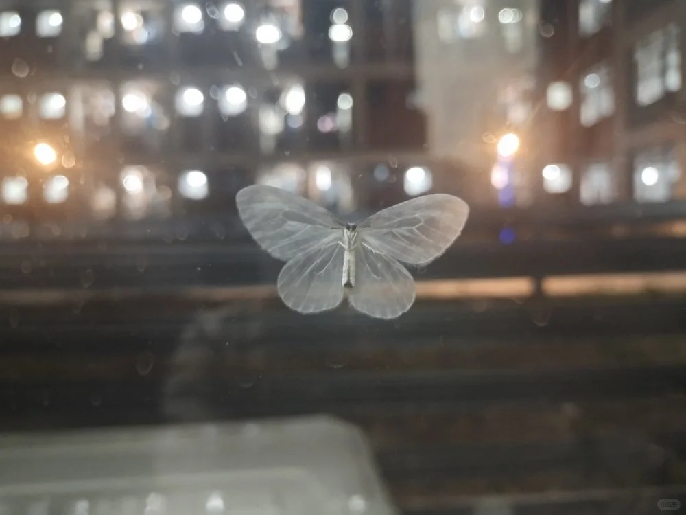 仙界來的蝴蝶?角落發現「夢幻透明生物」顏值美翻 他納悶 「這是什麼」真實身分曝光