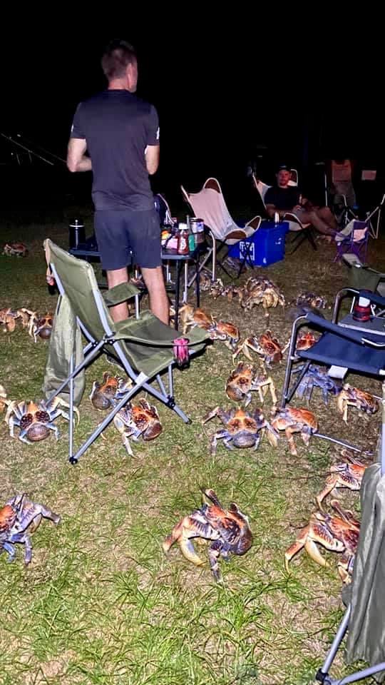 澳洲聖誕島驚奇夜！家族烤肉派對遭「50隻棕色巨怪」包圍，真相讓人會心一笑
